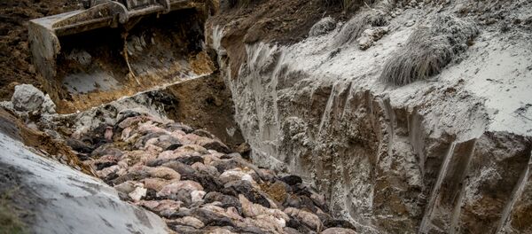 Уничтожение норок в Дании - Sputnik Беларусь