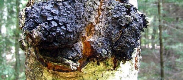 Чага - Sputnik Беларусь