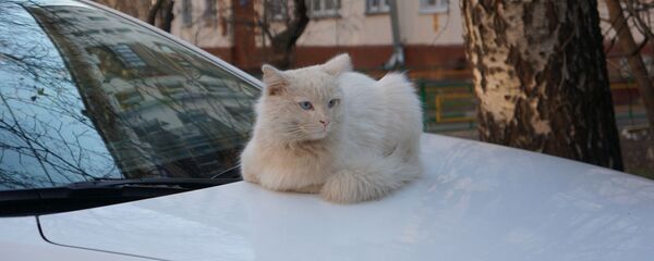 Кот на капоте машины - Sputnik Беларусь