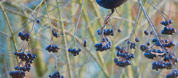 Черноплодная рябина - Sputnik Беларусь