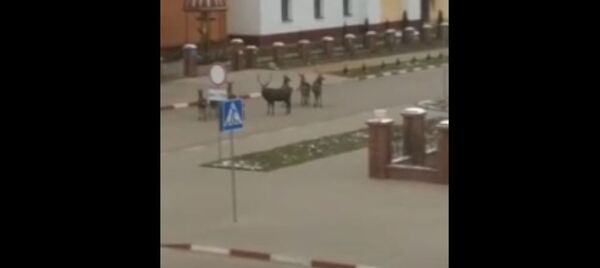 Стадо оленей разгуливает по Мстиславлю Стадо оленей разгуливает по Мстиславлю - Sputnik Беларусь