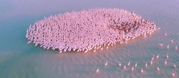 Цуд прыроды: возера ў Казахстане апанавалі ружовыя фламінга - відэа - Sputnik Беларусь