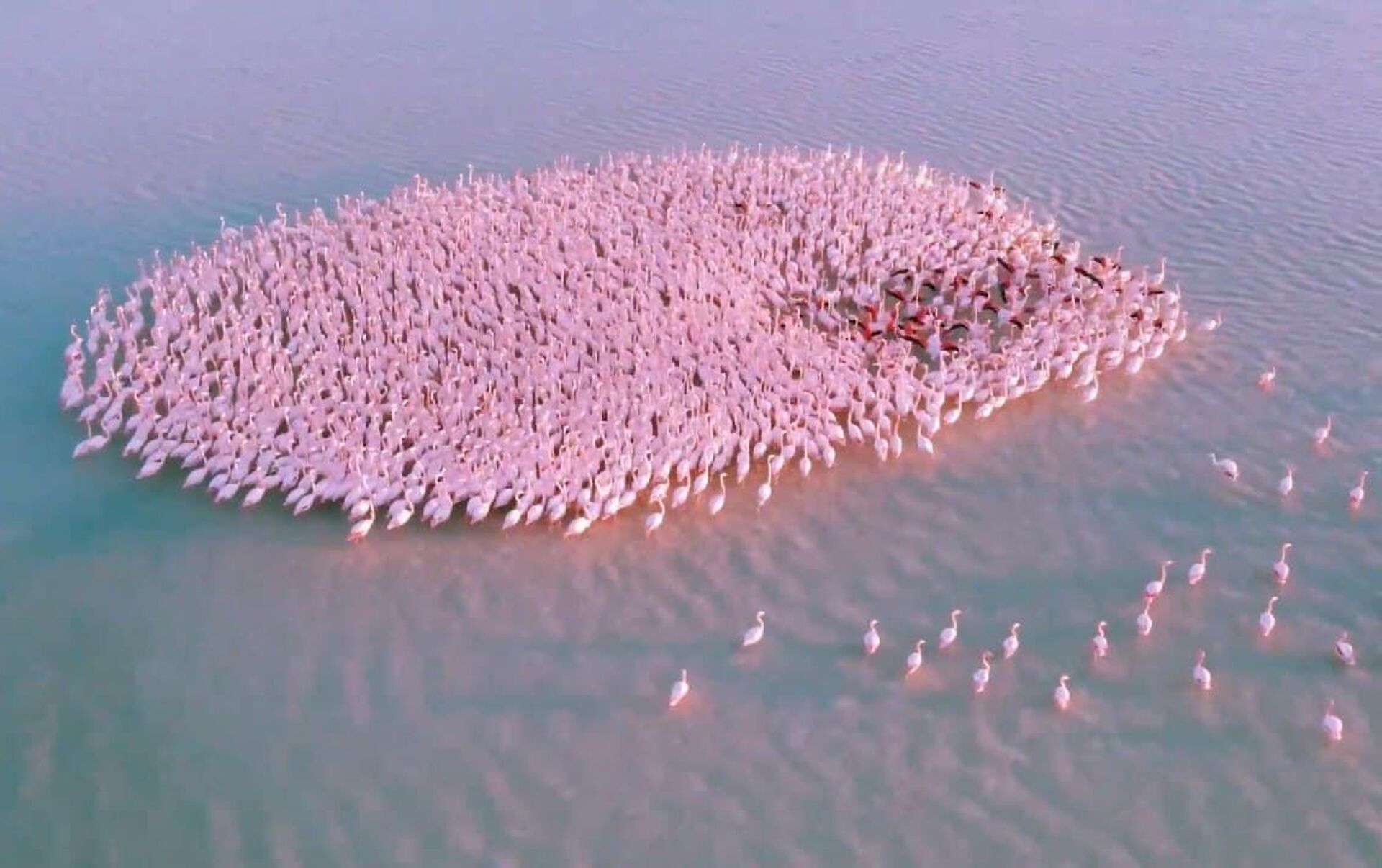 Озеро Караколь Фламинго