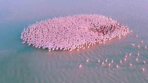 Чудо природы: озеро в Казахстане заполонили 1,5 тыс. розовых фламинго — видео - Sputnik Беларусь
