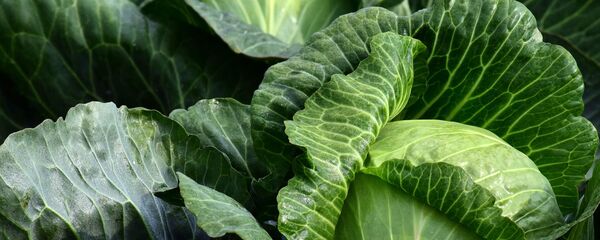 Капуста Капуста - Sputnik Беларусь