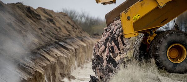 Убийство норок в Дании - Sputnik Беларусь