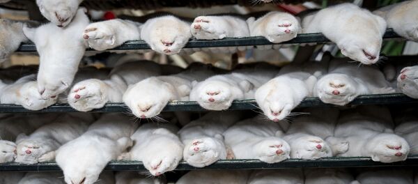 Мертвые норки в Дании - Sputnik Беларусь