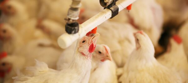 Птицефабрика в Волгоградской области - Sputnik Беларусь