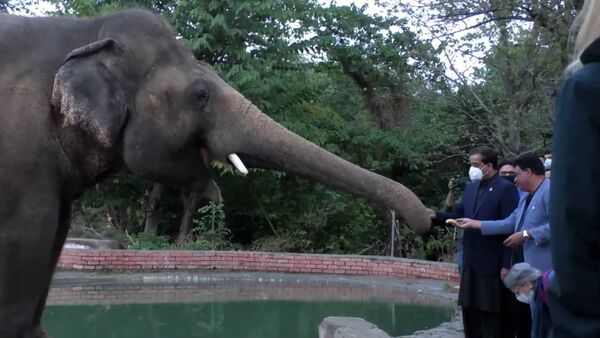 Слона отправляют в дикую природу: он провел в неволе 35 лет – видео - Sputnik Беларусь