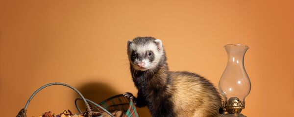 Хорек Хорек - Sputnik Беларусь