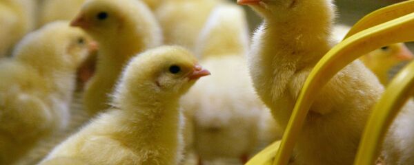 Птенцы курицы после инкубации Птенцы курицы после инкубации - Sputnik Беларусь