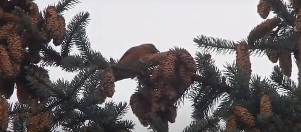 В центре Минска видели белокрылого клеста - видео - Sputnik Беларусь