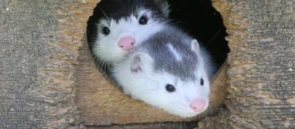 Норки на звероферме - Sputnik Беларусь