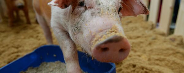 Поросята - Sputnik Беларусь