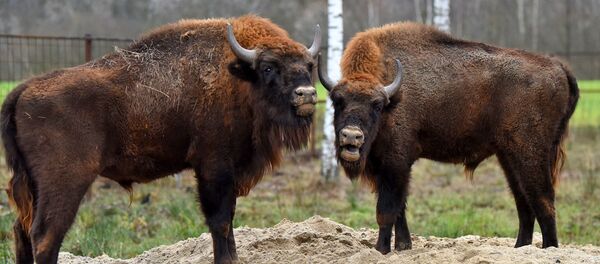 Зубры в агроусадьбе под Гомелем - Sputnik Беларусь