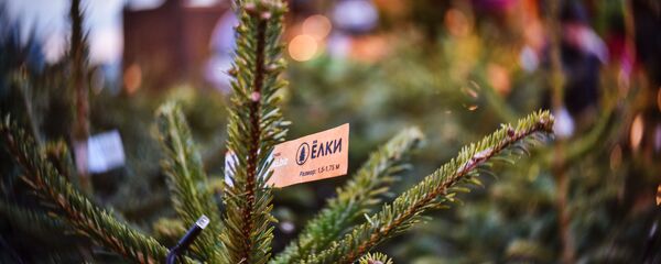 Продажа елок - Sputnik Беларусь