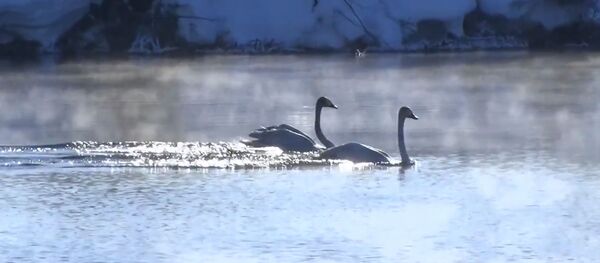 Лебединое озеро: как зимуют перелетные птицы – видео - Sputnik Беларусь