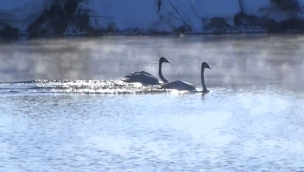 Лебединое озеро: как зимуют перелетные птицы – видео - Sputnik Беларусь