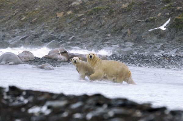 Белые медведи выходят из воды во время шторма на мысе Кожевникова. - Sputnik Беларусь