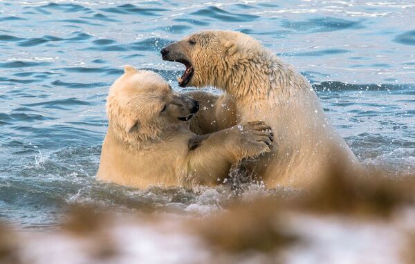 Сушу белые медведи не очень любят, особенно прибрежную тундру, потому что там водятся намного более агрессивные бурые медведи. - Sputnik Беларусь