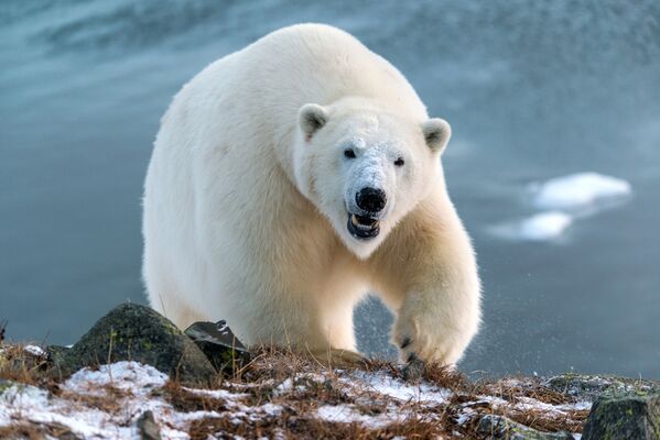 Белага мядзведзя называюць Гаспадаром Арктыкі, але ўжо да 2100 года на планеце можа не застацца ні адной асобіны. - Sputnik Беларусь