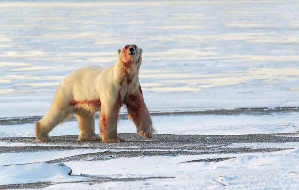 Медведи приплывают до прихода моржей, питаясь их прошлогодними трупами.  - Sputnik Беларусь