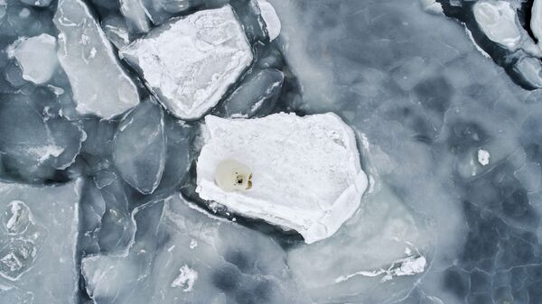 Белый медведь на льдине в Чукотском море.  - Sputnik Беларусь