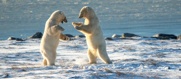 Белые медведи на Чукотке - Sputnik Беларусь