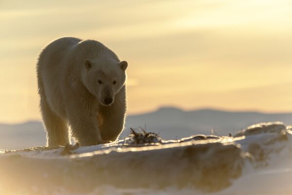 С середины лета и до Нового года белые медведи живут на утесе и уйдут только после замерзания моря.  - Sputnik Беларусь