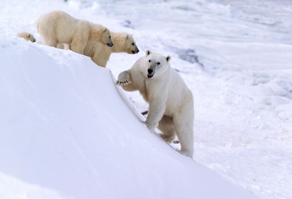 Белая медведица учит своих медвежат спускаться с горки. - Sputnik Беларусь