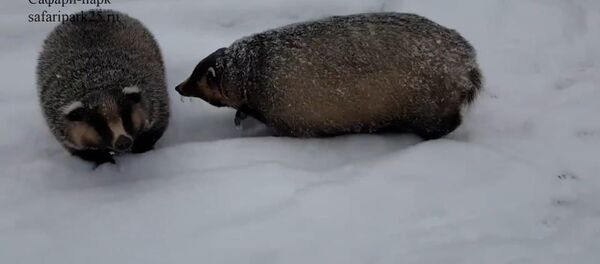 Видеофакт: как выглядят барсуки, которые набрали вес к зиме - Sputnik Беларусь