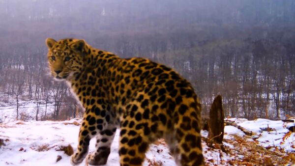 Лиричный момент из жизни леопардов - Sputnik Беларусь