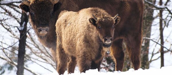 Зубры - Sputnik Беларусь