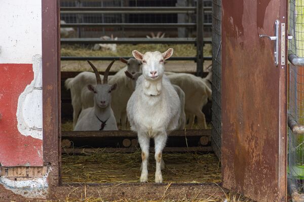 Лактоферрин мог спасать от COVID и рака – почему его производство буксует? - Sputnik Беларусь