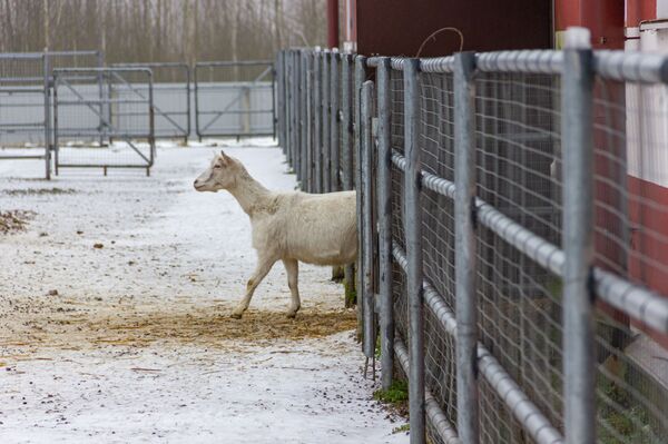 Лактоферрин мог спасать от COVID и рака – почему его производство буксует? - Sputnik Беларусь