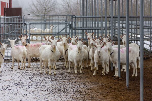 Лактоферрин мог спасать от COVID и рака – почему его производство буксует? - Sputnik Беларусь