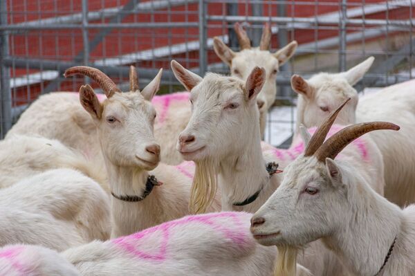 Лактоферрин мог спасать от COVID и рака – почему его производство буксует? - Sputnik Беларусь