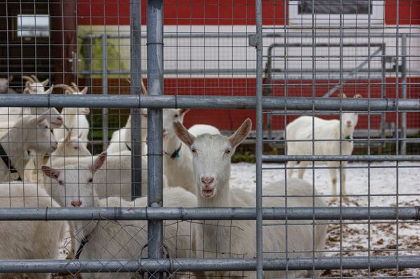 Лактоферрин мог спасать от COVID и рака – почему его производство буксует? - Sputnik Беларусь