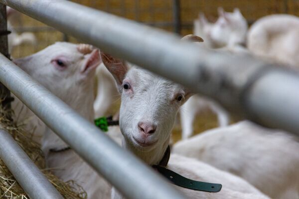 Лактоферрин мог спасать от COVID и рака – почему его производство буксует? - Sputnik Беларусь