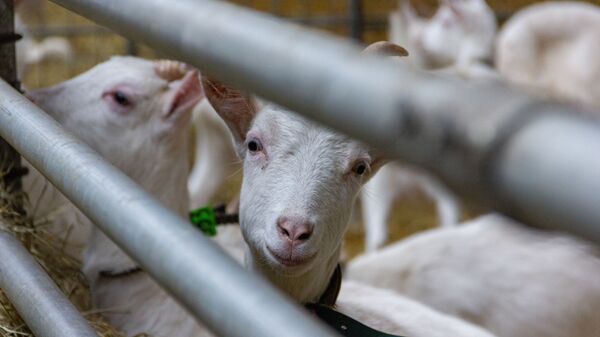 Козы, архивное фото - Sputnik Беларусь