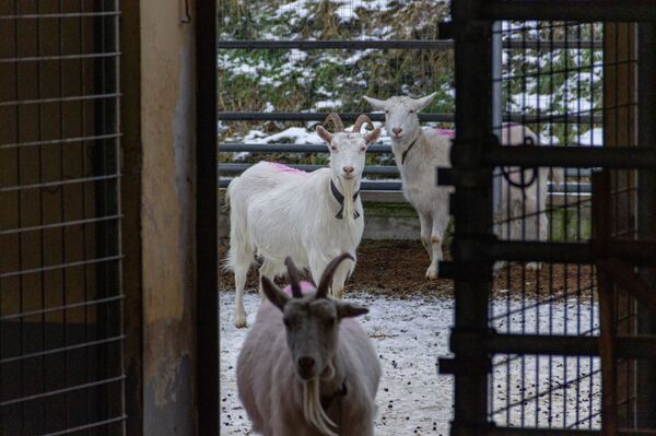 Лактоферрин мог спасать от COVID и рака – почему его производство буксует? - Sputnik Беларусь