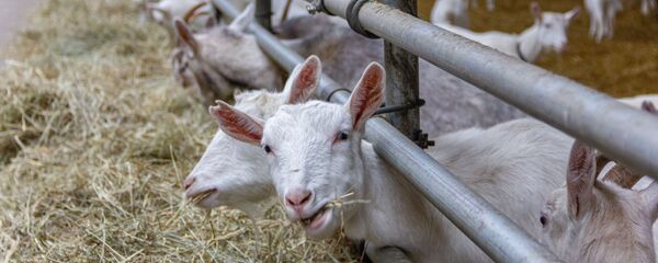 Поголовье трансгенных коз на ферме научно-практического центра в Жодино - Sputnik Беларусь