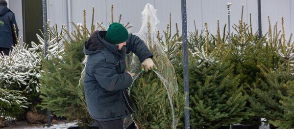 В питомнике Красный клен - Sputnik Беларусь