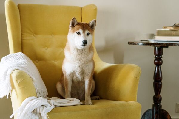 Собака на кресле - Sputnik Беларусь