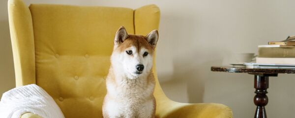 Собака на кресле - Sputnik Беларусь