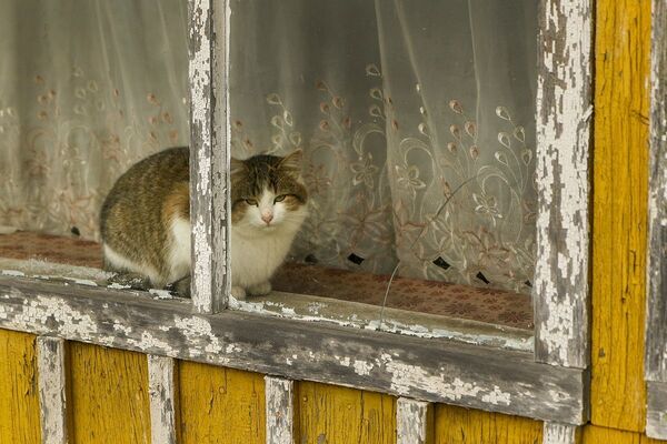 Кот на деревенском окне - Sputnik Беларусь