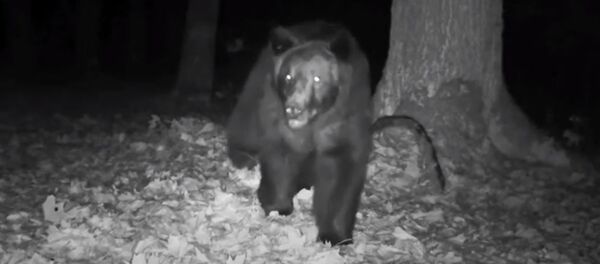 Медведь в Беловежской пуще – видео - Sputnik Беларусь