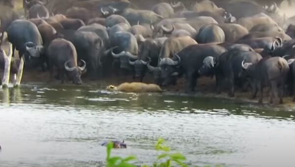 Десятки буйволов подняли на рога львицу, охотившуюся на них - видео - Sputnik Беларусь