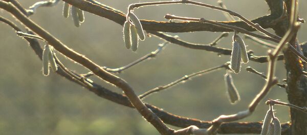 Адзіная плантацыя ў Беларусі, дзе культывуюць фундук – відэа - Sputnik Беларусь