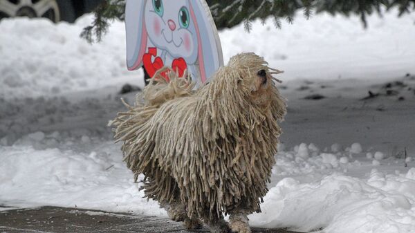 Собака на прогулке в парке - Sputnik Беларусь